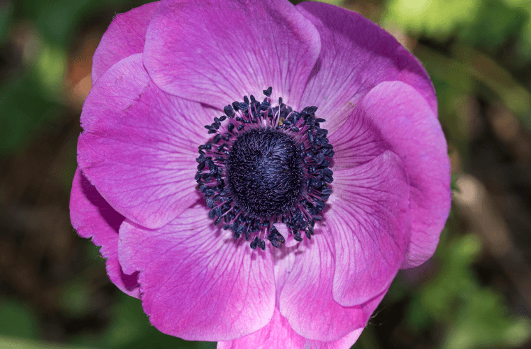 A purple anemone flower